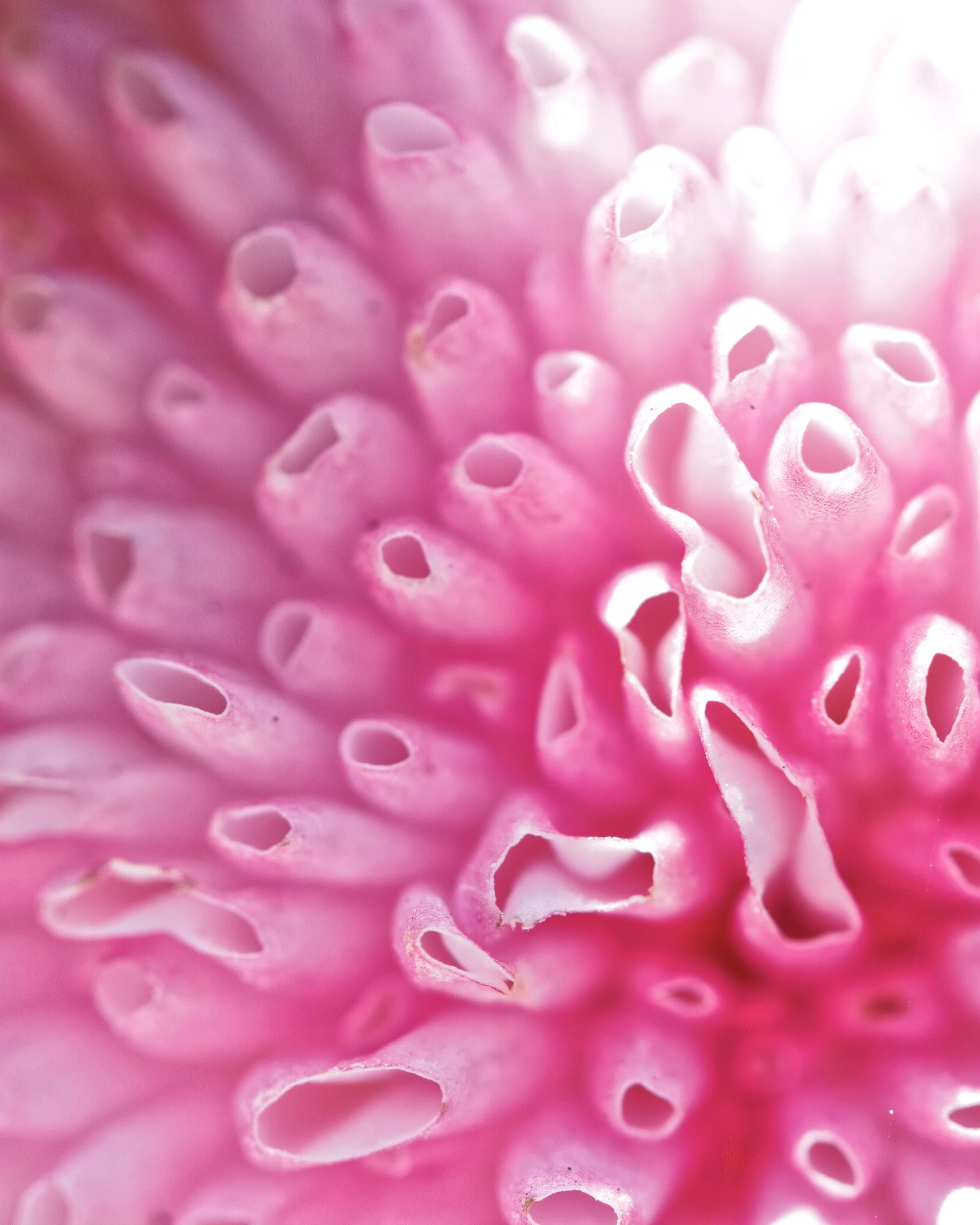 Macro d'une fleur rose lumineuse évoquant la vie et la fertilité, pour accompagner votre désir d'enfant à Lausanne.